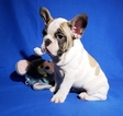 Small Photo #8 French Bulldog Puppy For Sale in ADRIAN, MI, USA