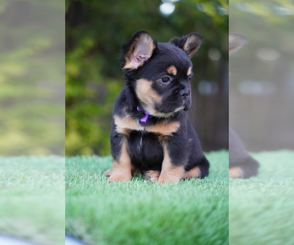 Medium Photo #6 French Bulldog Puppy For Sale in POMPANO BEACH, FL, USA