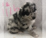 Small #41 Australian Shepherd