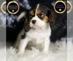Puppy Diamond AKC Cavalier King Charles Spaniel