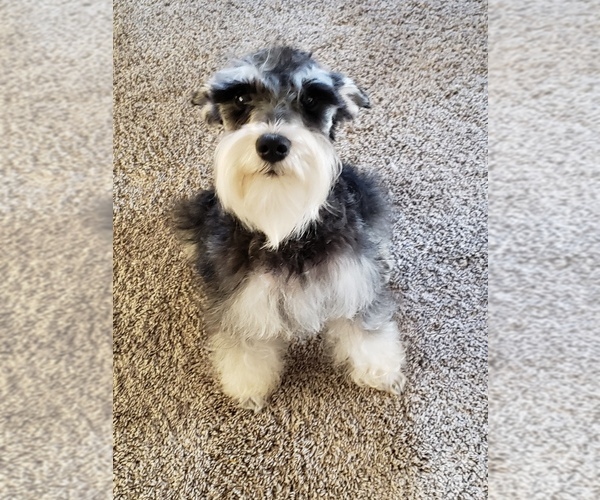 Medium Photo #1 Schnauzer (Miniature) Puppy For Sale in HUMESTON, IA, USA