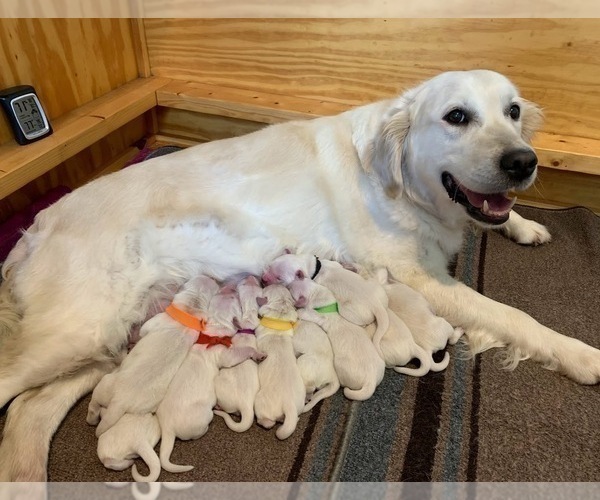 Medium Photo #3 English Cream Golden Retriever Puppy For Sale in MARSHFIELD, WI, USA
