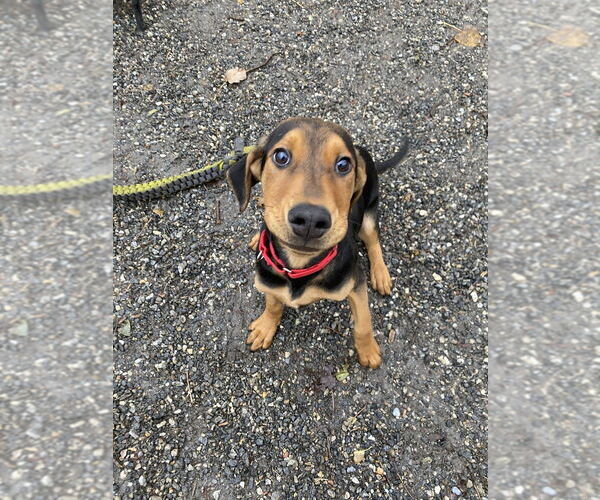 Medium Photo #1 Mutt Puppy For Sale in Elmsford, NY, USA