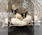 Small Photo #42 French Bulldog Puppy For Sale in LAS VEGAS, NV, USA