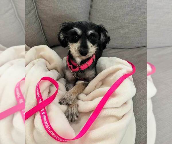 Medium Photo #4 Mutt Puppy For Sale in Kennesaw, GA, USA