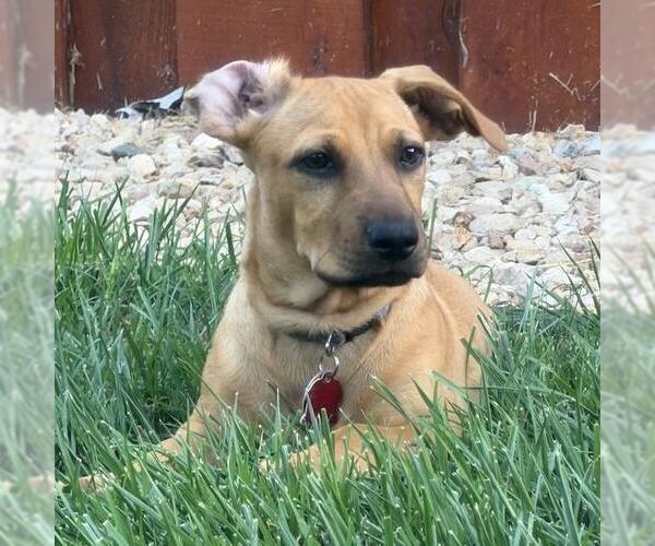Medium Photo #1 Chihuahua-Unknown Mix Puppy For Sale in San Diego, CA, USA