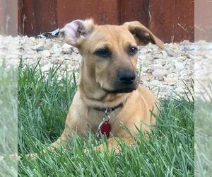 Chihuahua-Unknown Mix Dogs for adoption in San Diego, CA, USA
