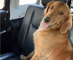 Mother of the Golden Retriever puppies born on 10/06/2025