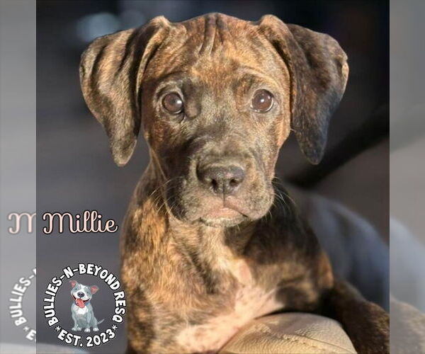 Medium Photo #3 Boxer-German Wirehaired Pointer Mix Puppy For Sale in Omaha, NE, USA