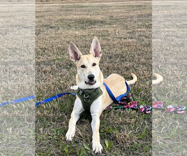 Medium Photo #2 Carolina Dog-Unknown Mix Puppy For Sale in The Woodlands, TX, USA