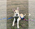 Small #1 Carolina Dog Mix