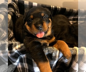 Rottweiler Puppy for sale in ORLANDO, FL, USA