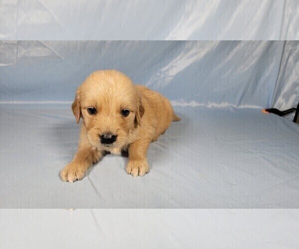 Medium Photo #7 Golden Retriever Puppy For Sale in FALCON, CO, USA