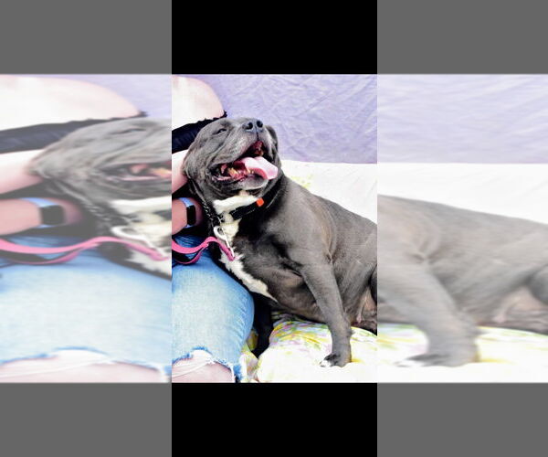 Medium Photo #3 Mutt Puppy For Sale in Richmond, IN, USA