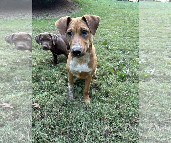 Medium Photo #1 Bluetick Coonhound-Redbone Coonhound Mix Puppy For Sale in Ball Ground, GA, USA