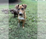 Small Bluetick Coonhound-Redbone Coonhound Mix