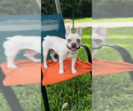 Small French Bulldog