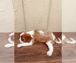 Small Photo #5 Cavalier King Charles Spaniel Puppy For Sale in BOX SPRINGS, CA, USA