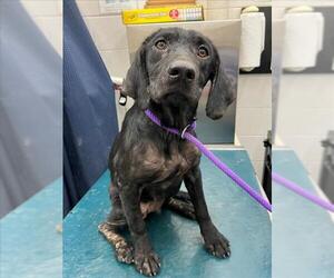 Black and Tan Coonhound-Labrador Retriever Mix Dogs for adoption in Mobile, AL, USA