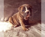 Small Photo #1 Olde English Bulldogge Puppy For Sale in KANSAS CITY, MO, USA