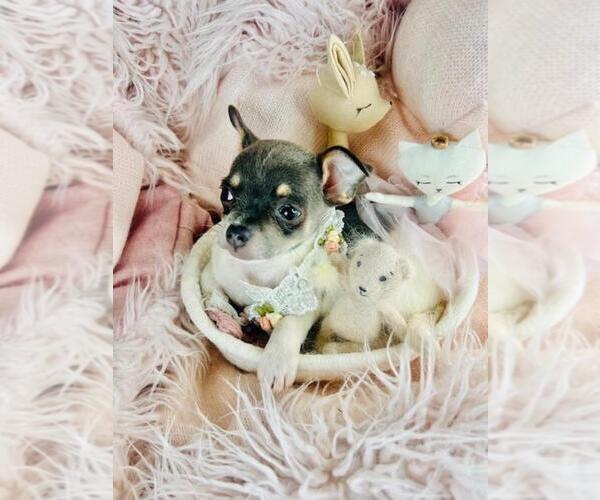 Medium Photo #12 Chihuahua Puppy For Sale in DACULA, GA, USA