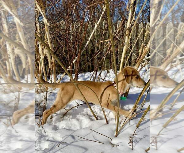 Medium Photo #4 Labrador Retriever-Unknown Mix Puppy For Sale in Springdale, PA, USA
