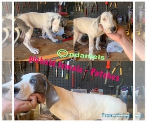 Great Dane Puppy for sale in NASHVILLE, NC, USA