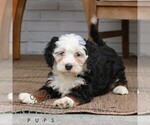 Small #1 Bernedoodle (Miniature)