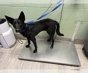 German Shepherd Dog-Unknown Mix Dogs for adoption in Grand Prairie, TX, USA