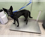 CARMELO - Male German Shepherd Dog-Unknown Mix Dog for Adoption - Small photo