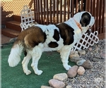 Small Photo #1 Saint Bernard Puppy For Sale in COLORADO SPRINGS, CO, USA