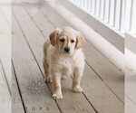 Small #3 Miniature Labradoodle