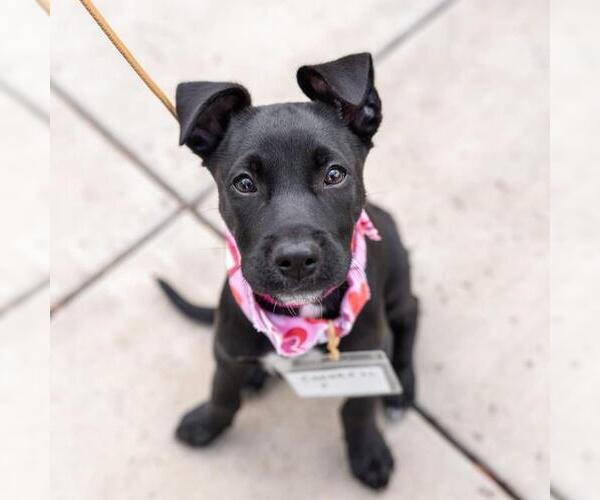 Medium Photo #3 Labrador Retriever-Unknown Mix Puppy For Sale in San Diego, CA, USA