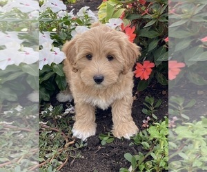 Coton de Tulear-Poodle (Toy) Mix Puppy for sale in CANOGA, NY, USA