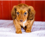 Small #1 Dachshund