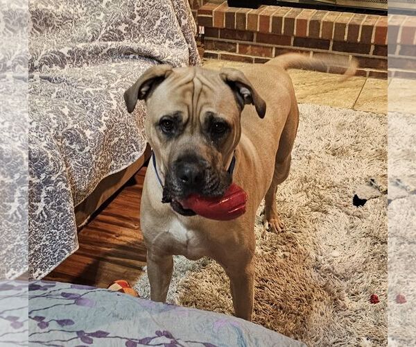 Medium Photo #9 Mastiff-Unknown Mix Puppy For Sale in Crete, IL, USA