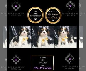 Cavalier King Charles Spaniel Puppy for sale in WARSAW, IN, USA