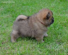Chow Chow Puppy for sale in ROSWELL, GA, USA