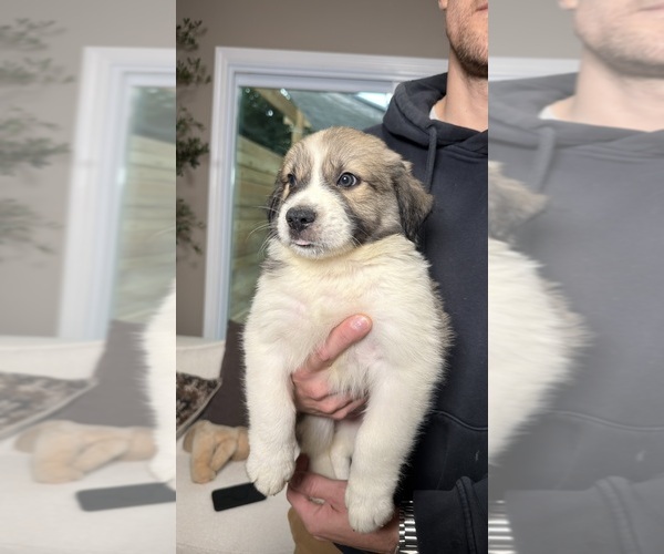 Medium Photo #6 Aussie Pyrenees Puppy For Sale in LEXINGTON, SC, USA