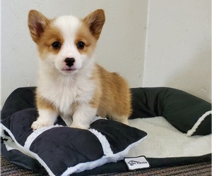 Pembroke Welsh Corgi Puppy for sale in CLARK, MO, USA