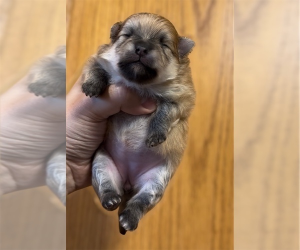 Medium Photo #4 Pomeranian Puppy For Sale in ALBANY, NY, USA
