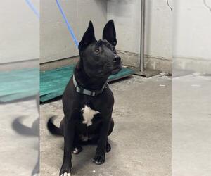 American Pit Bull Terrier-Unknown Mix Dogs for adoption in Camarillo, CA, USA