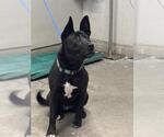 Small American Pit Bull Terrier Mix