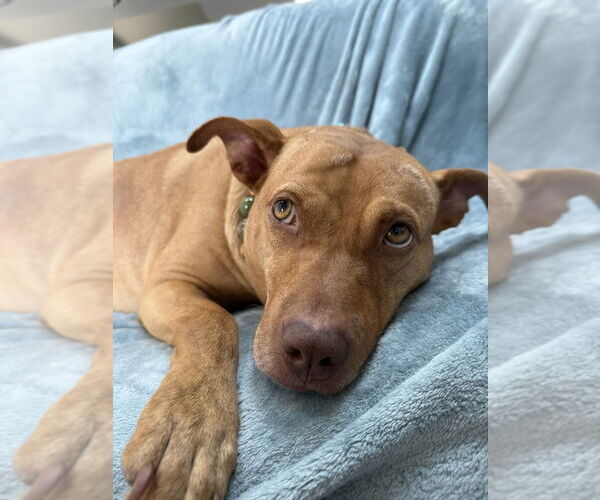 Medium Photo #2 American Staffordshire Terrier-Unknown Mix Puppy For Sale in Wenonah, NJ, USA