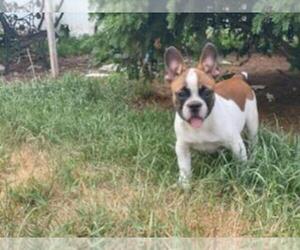 French Bulldog Puppy for sale in BOSTON, MA, USA