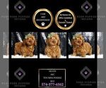 Puppy heath AKC Poodle (Miniature)
