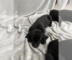 Small Photo #7 Labrador Retriever Puppy For Sale in SIERRA VISTA, AZ, USA
