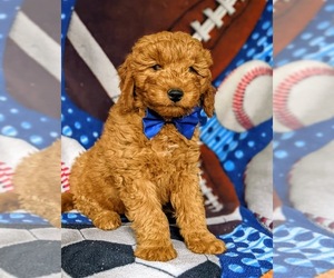 Goldendoodle (Miniature) Puppy for sale in CHRISTIANA, PA, USA