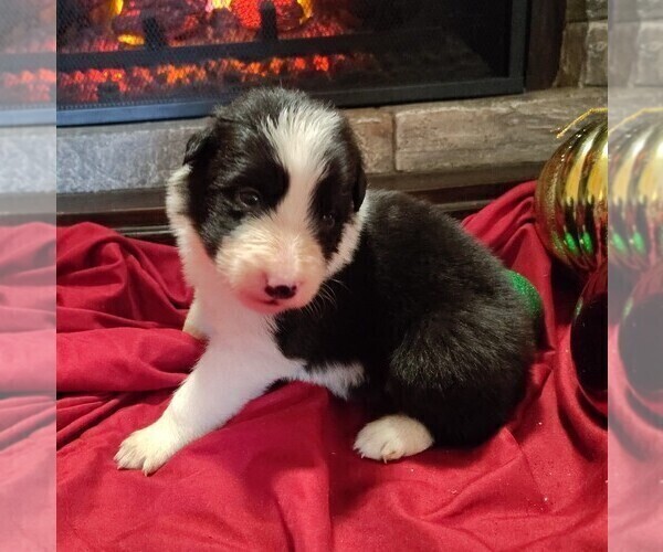 Medium Photo #1 Border Collie Puppy For Sale in NORBORNE, MO, USA