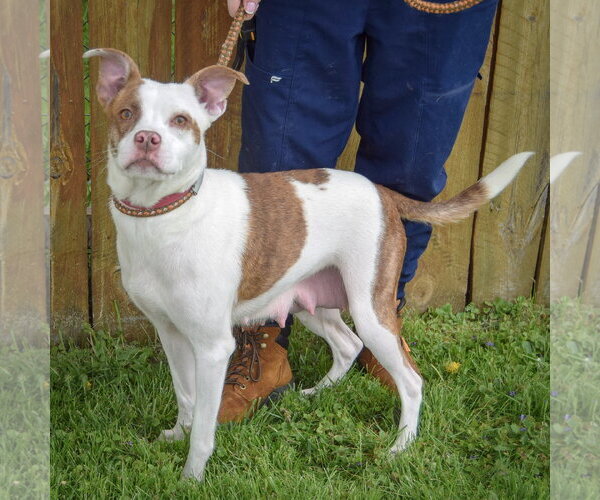 Medium Photo #2 American Staffordshire Terrier-Boston Terrier Mix Puppy For Sale in Huntley, IL, USA